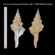 Image of Marmorofusus michaelrogersi (Goodwin 2001)