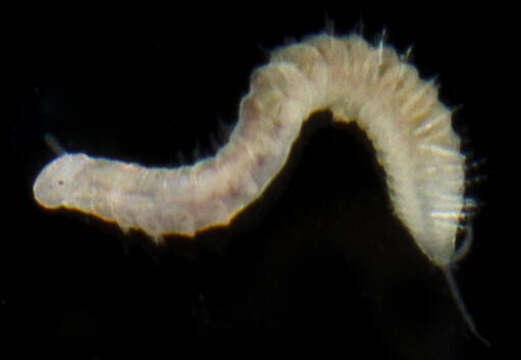 Image of red rock worm