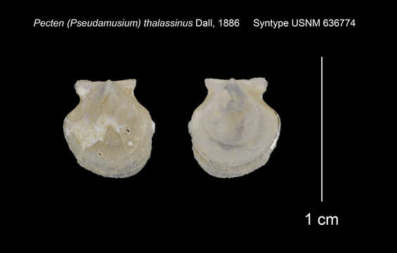 Image of Cyclopecten thalassinus (Dall 1886)