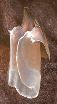 Image of arrow-finned squid