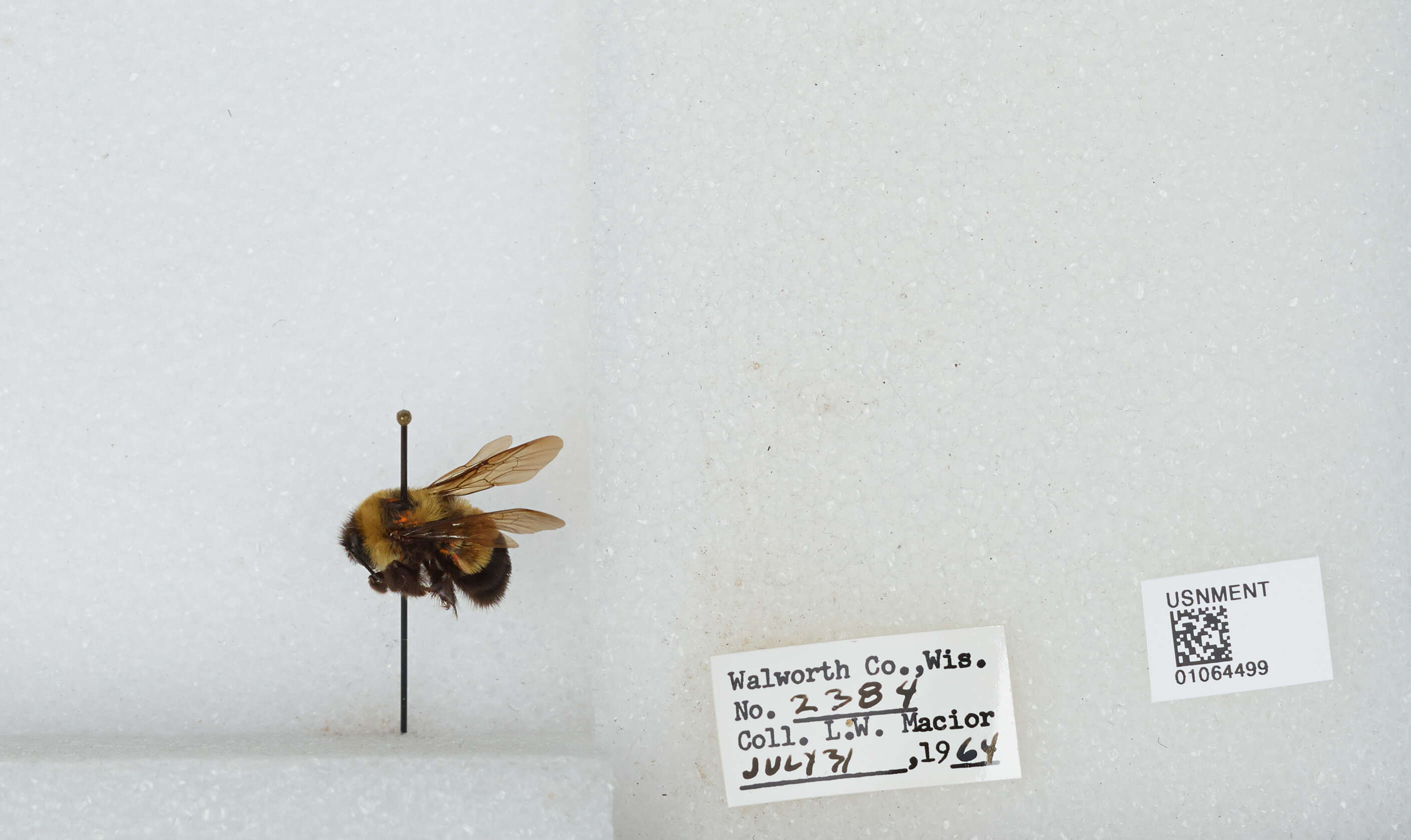 Слика од Bombus affinis Cresson 1864