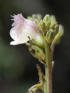 Image of Gesneria ekmanii Urb.