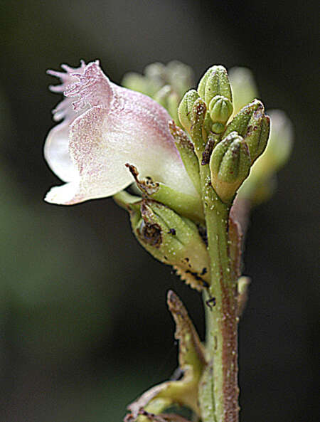 Image of Gesneria ekmanii Urb.