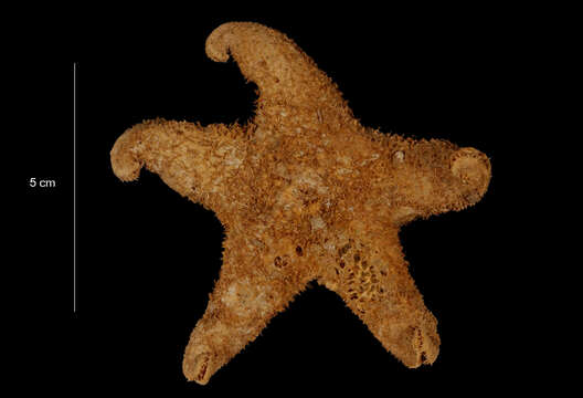 Image of <i>Pteraster <i>affinis</i></i> affinis