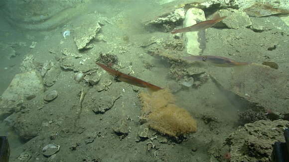 Image of armoured sea fan coral