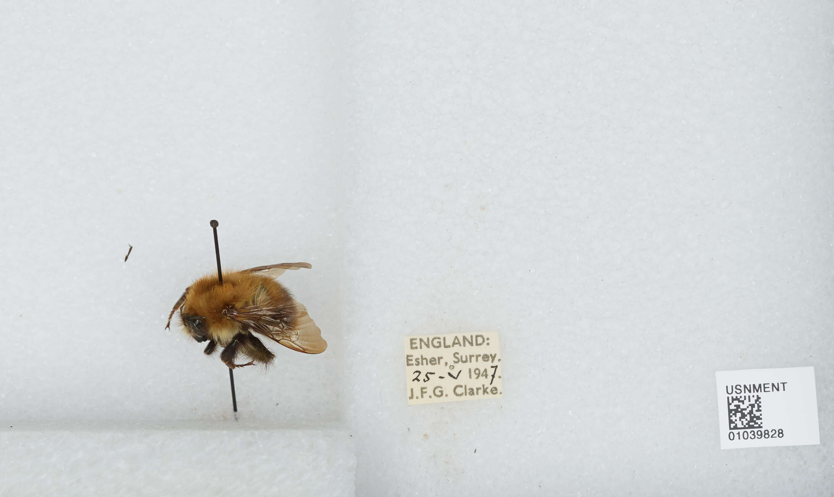 Image of Common carder bumblebee