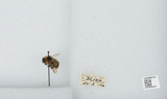 Image of Frigid Bumble Bee