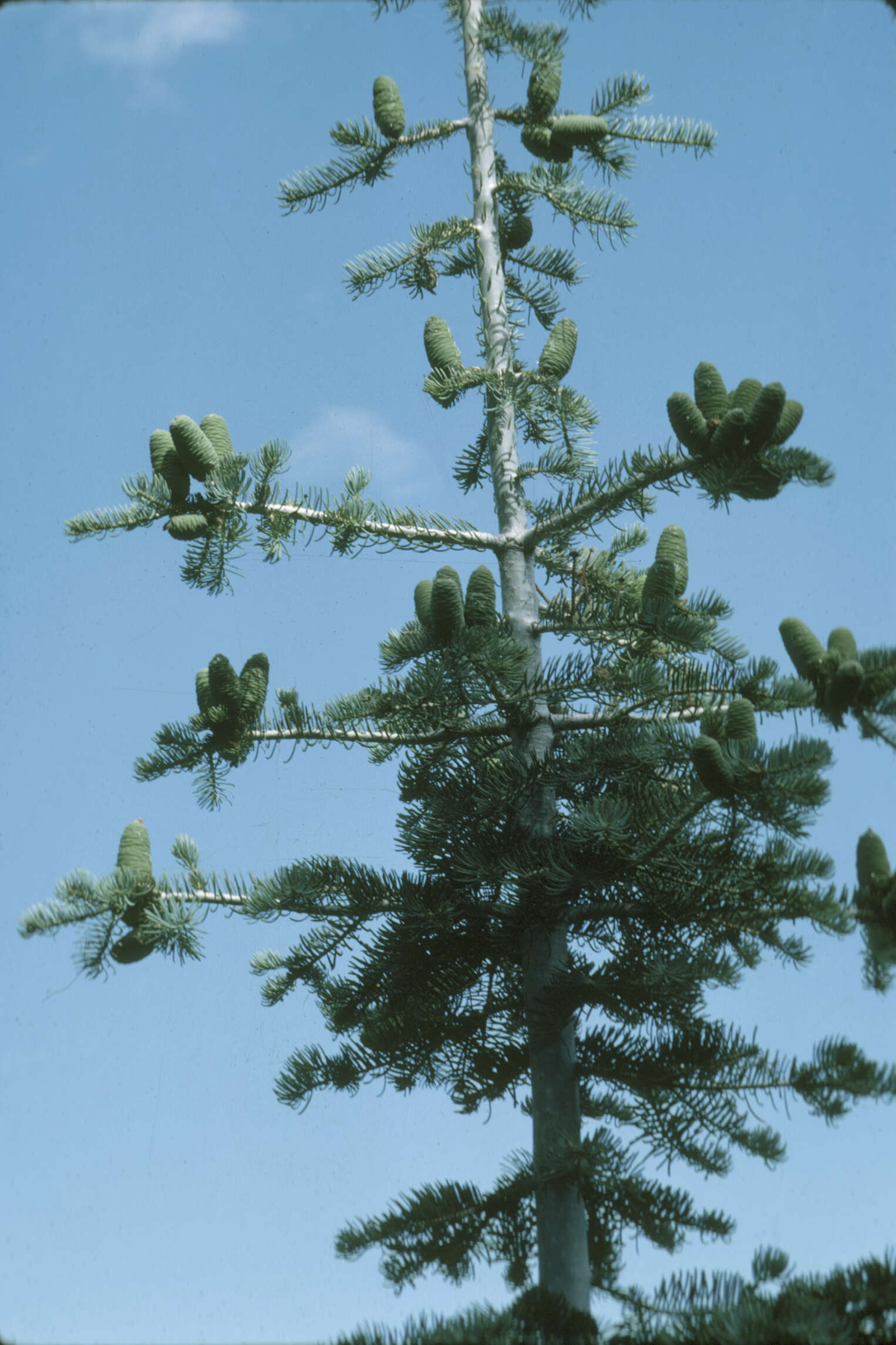 Image of white fir