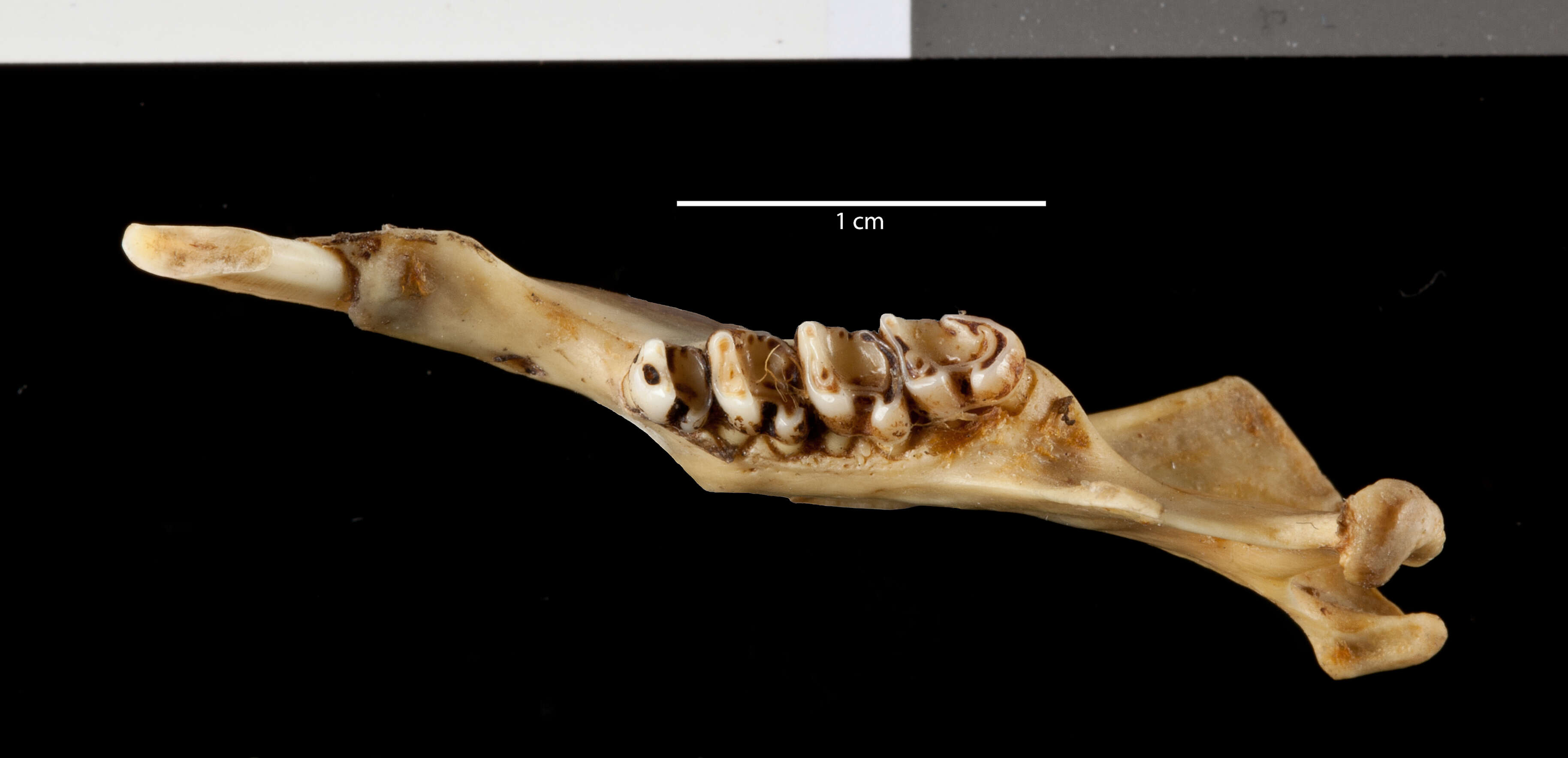 Plancia ëd Urocitellus parryii nebulicola (Osgood 1903)