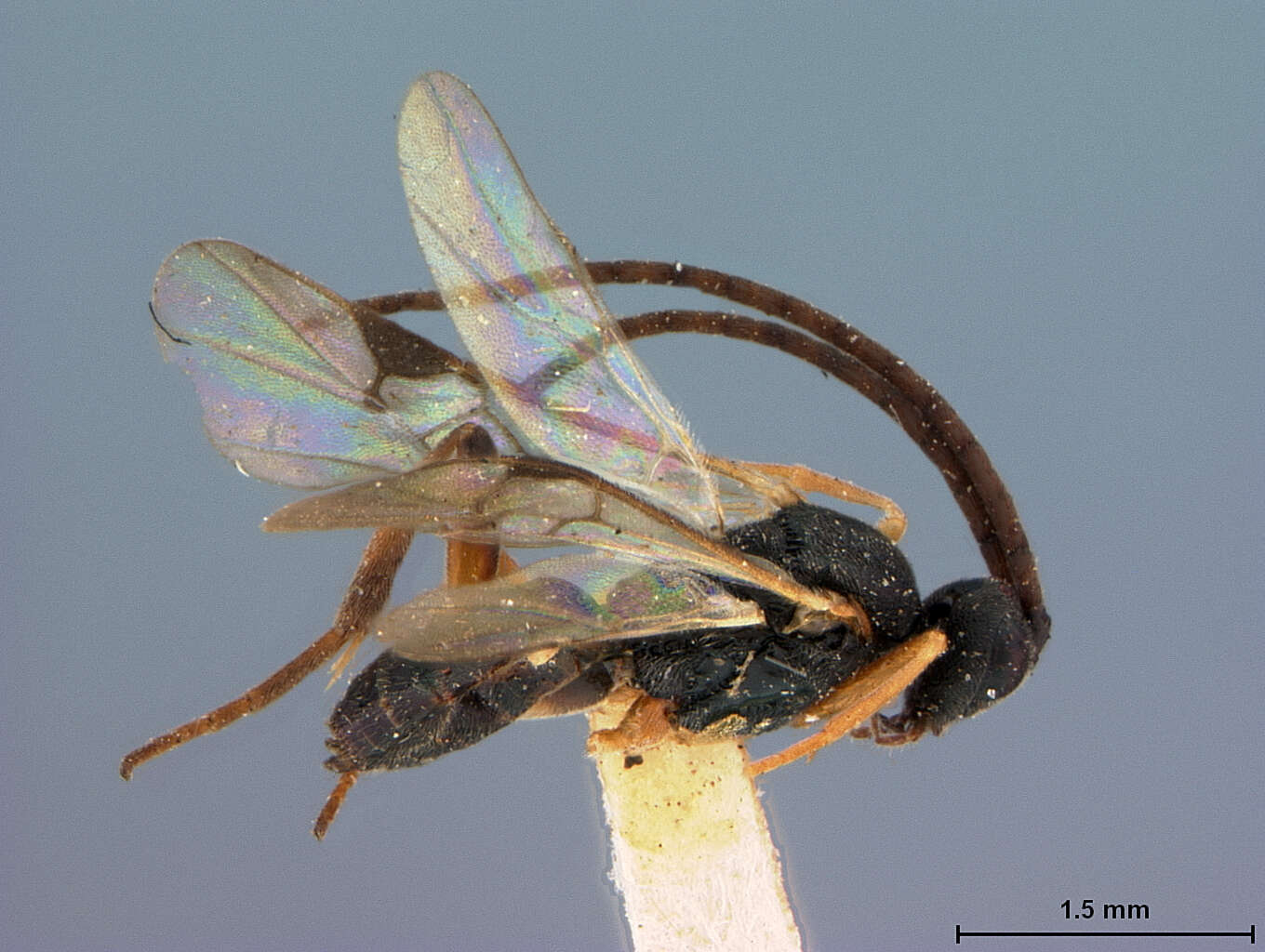 Image of Microplitis Förster 1862