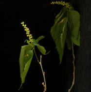 Image of Acalypha schiedeana Schltdl.