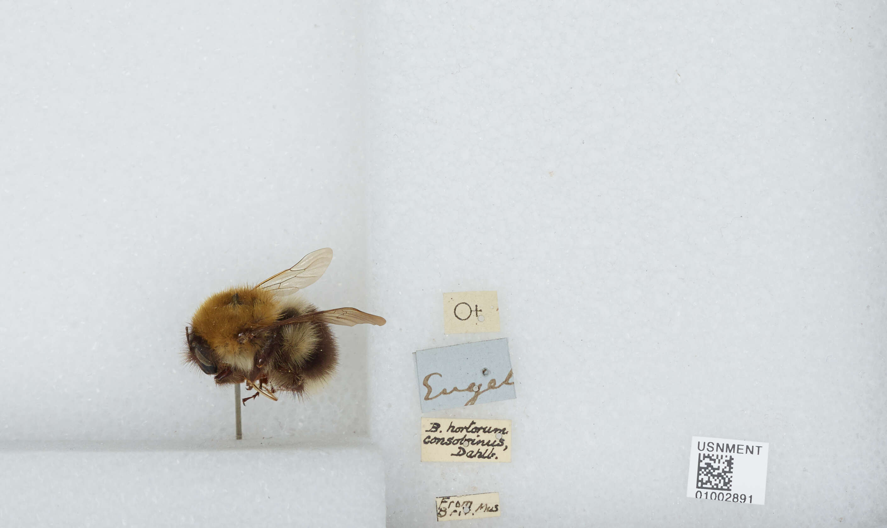 Слика од Bombus consobrinus Dahlbom 1832