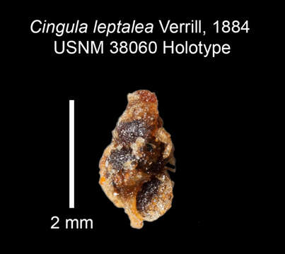 Image of Onoba leptalea (Verrill 1884)