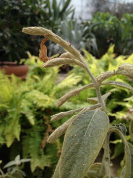 Plancia ëd Strobilanthes lanatus Nees