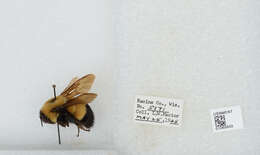 Слика од Bombus affinis Cresson 1864