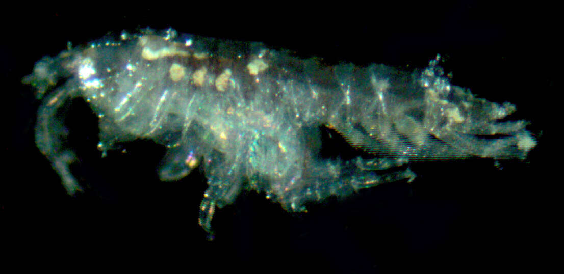 Image of Microprotopus raneyi Wigley 1966