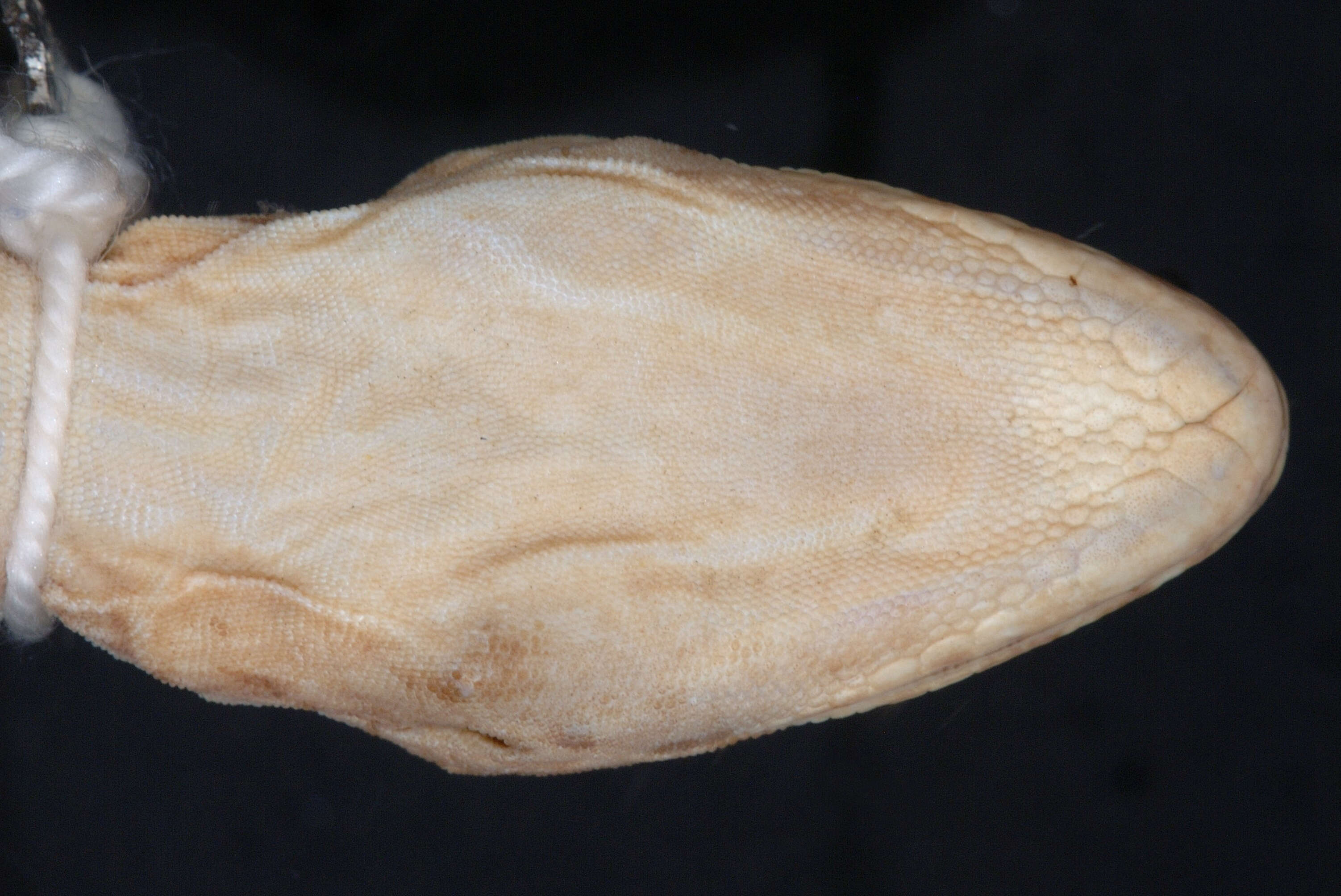 Image of Dactylocnemis