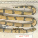 Image of Peters' Coral Snake