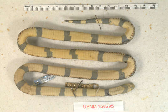 Image of Peters' Coral Snake