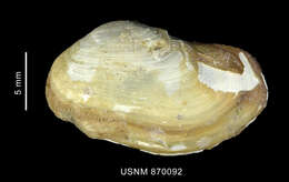 Image of Arctic hiatella