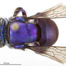 Image of Euglossa cognata Moure 1970