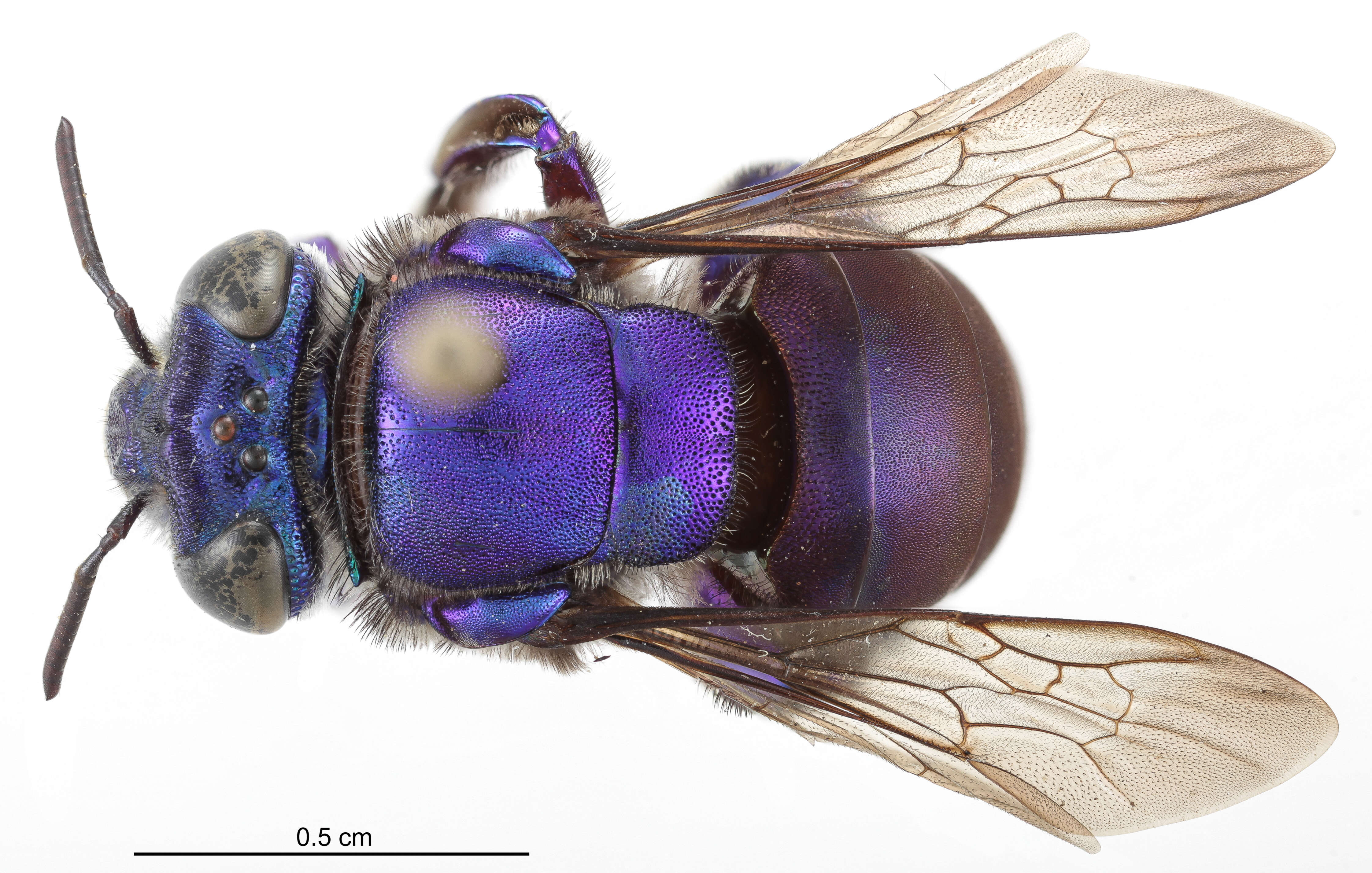 Image of Euglossa cognata Moure 1970