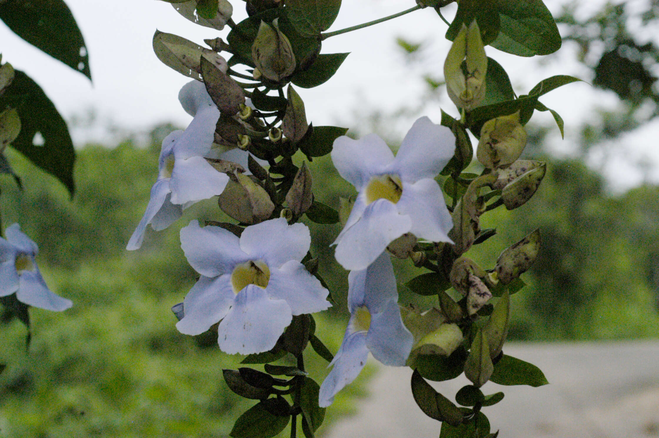 Image of Bengal clock vine