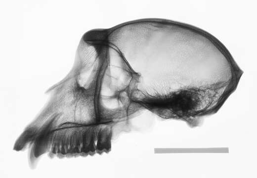 Слика од Macaca cyclopis (Swinhoe 1863)