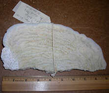 Image of Lamarck´s sheet coral