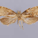 Image of Histura bicornigera Razowski 1984