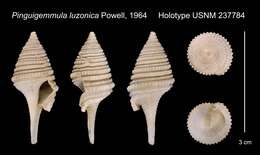 Image of Pinguigemmula luzonica Powell 1964