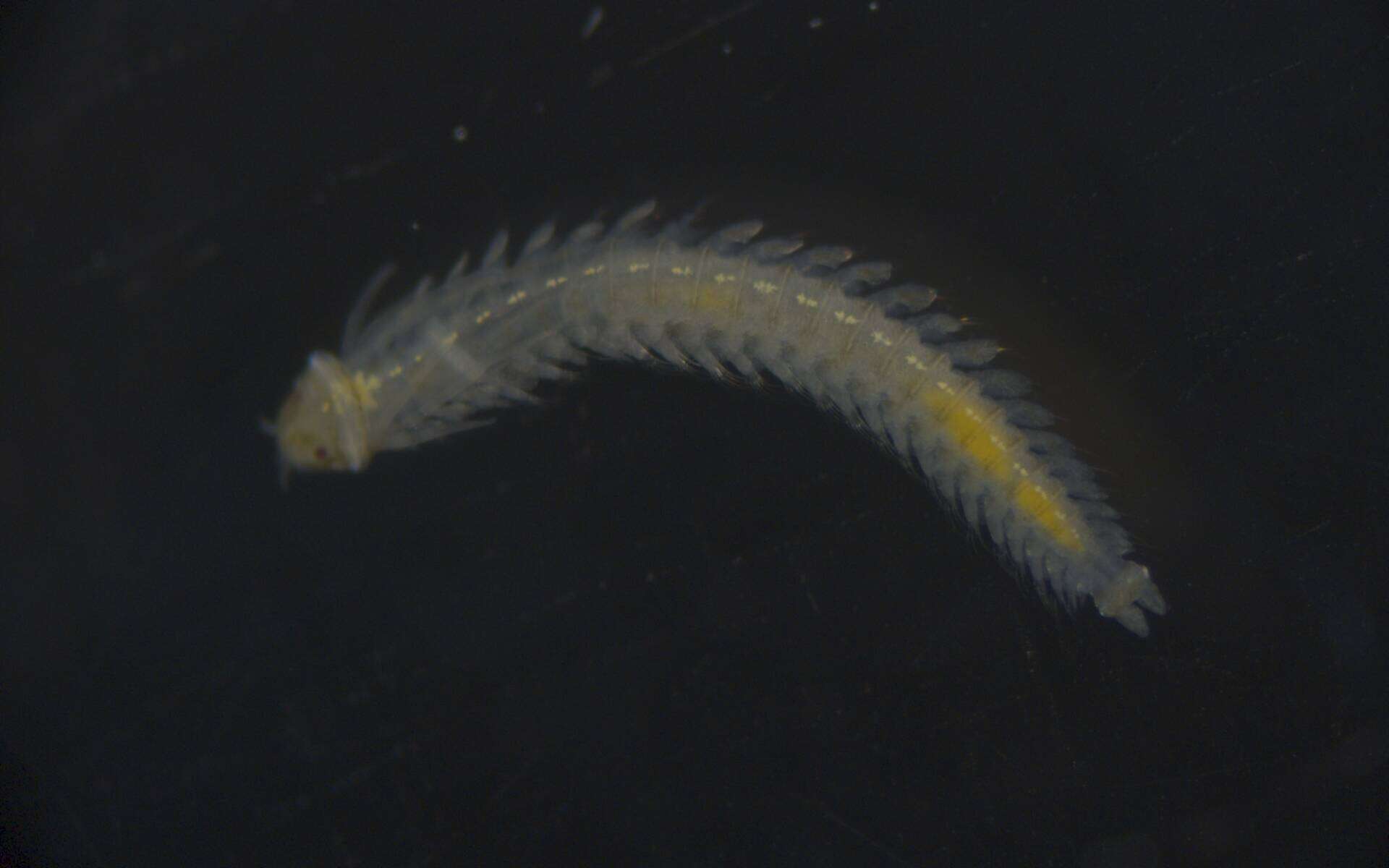 Image of Phyllodocidae