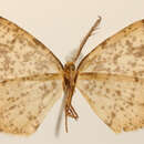Image of <i>Ellopia punctularia</i> Schaus