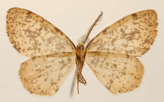 Imagem de <i>Ellopia punctularia</i> Schaus