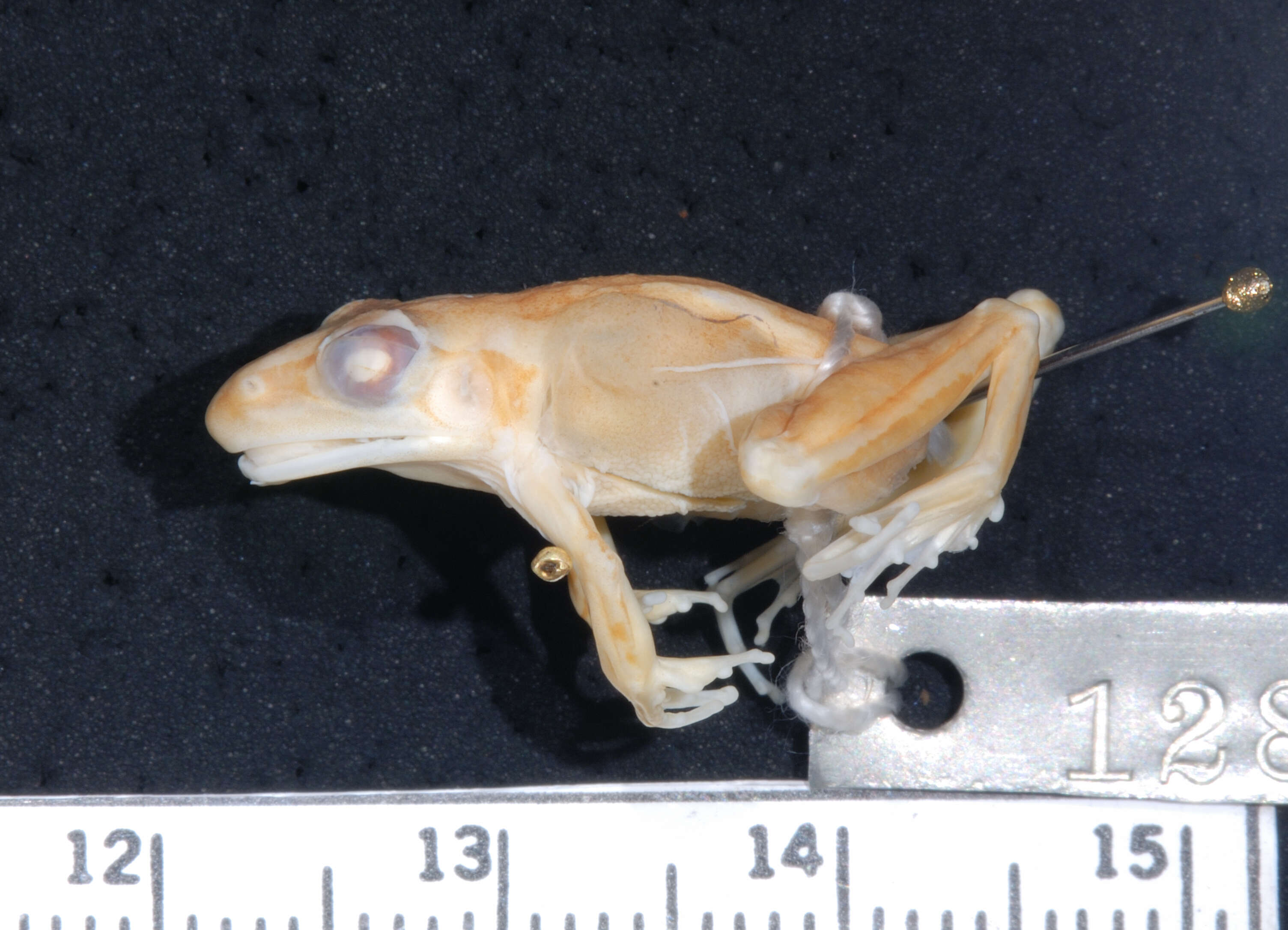 Image of Broad-palmed Rocket Frog