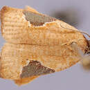 Image of Cuproxena paracornuta Brown 1991
