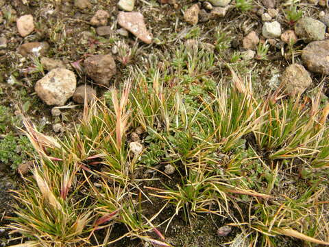 Image of Nassella nardoides (Phil.) Barkworth