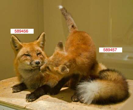 Image of Foxes