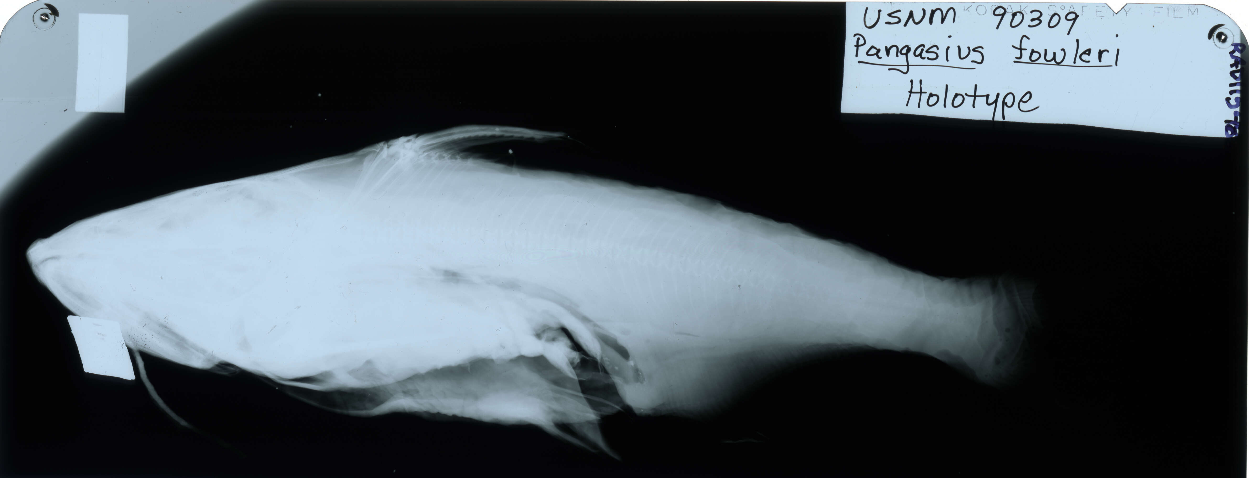 Image of Pangasius fowleri Smith 1931