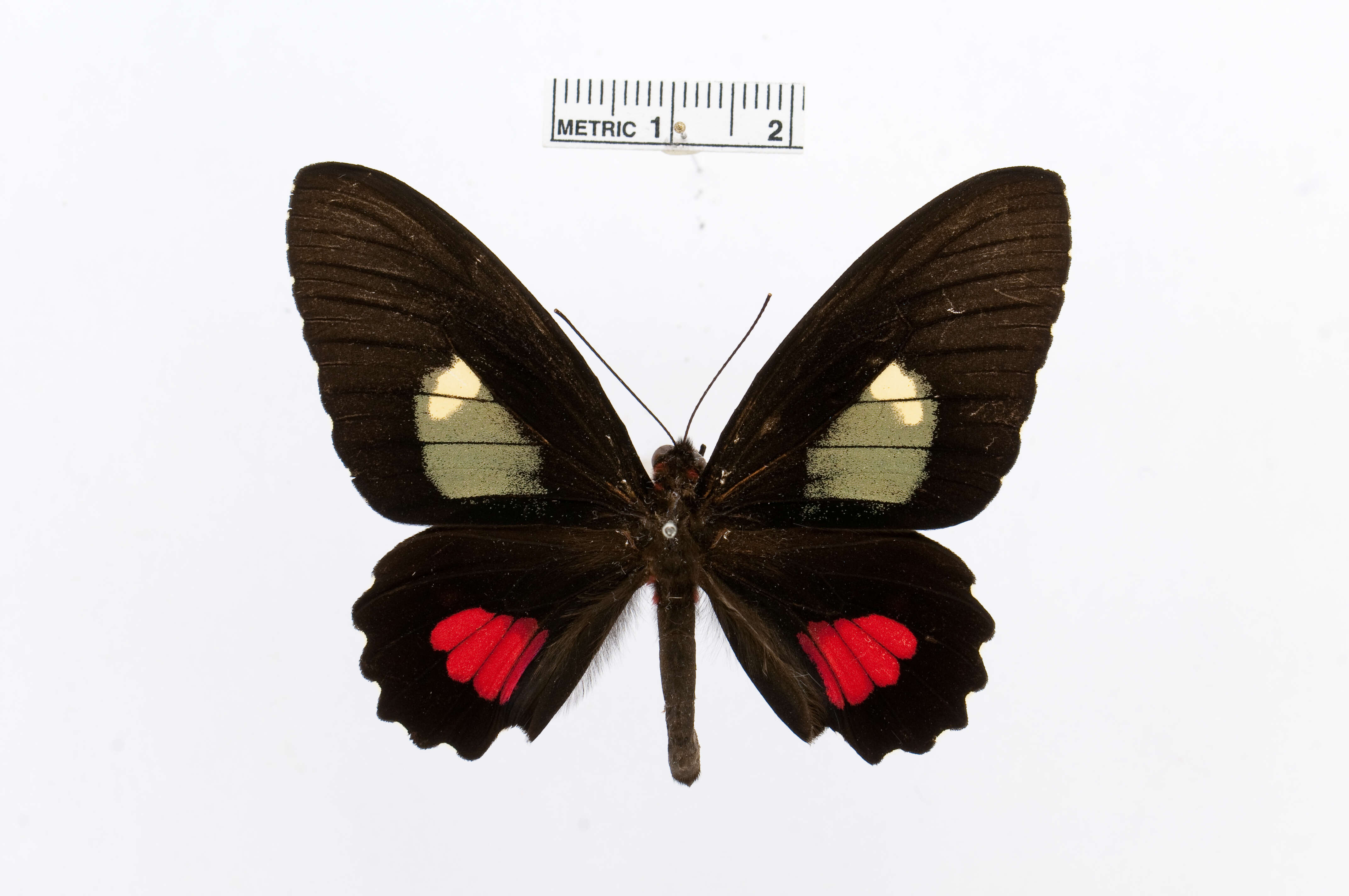 صورة Parides panares (Gray (1853))