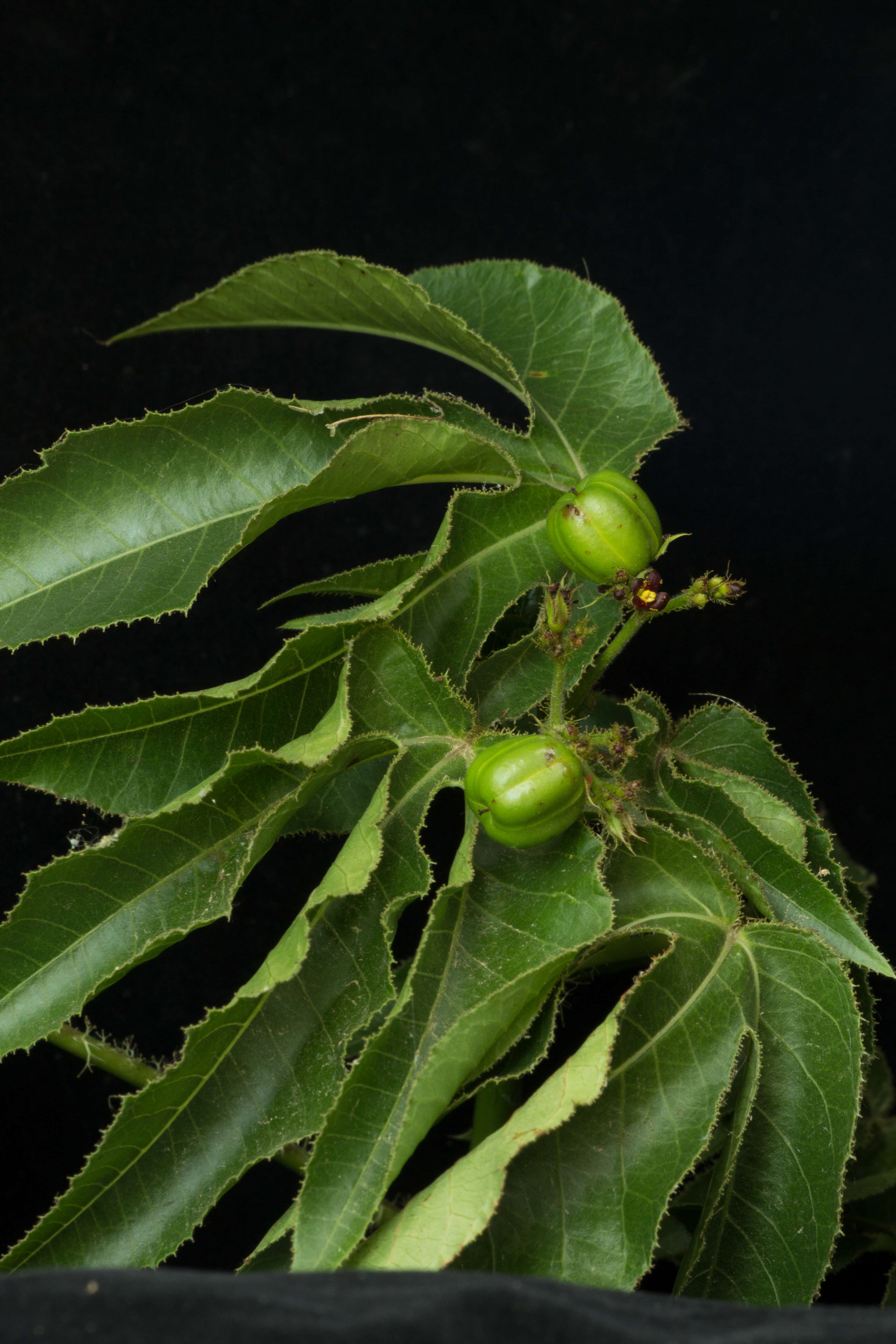 Image of bellyache bush