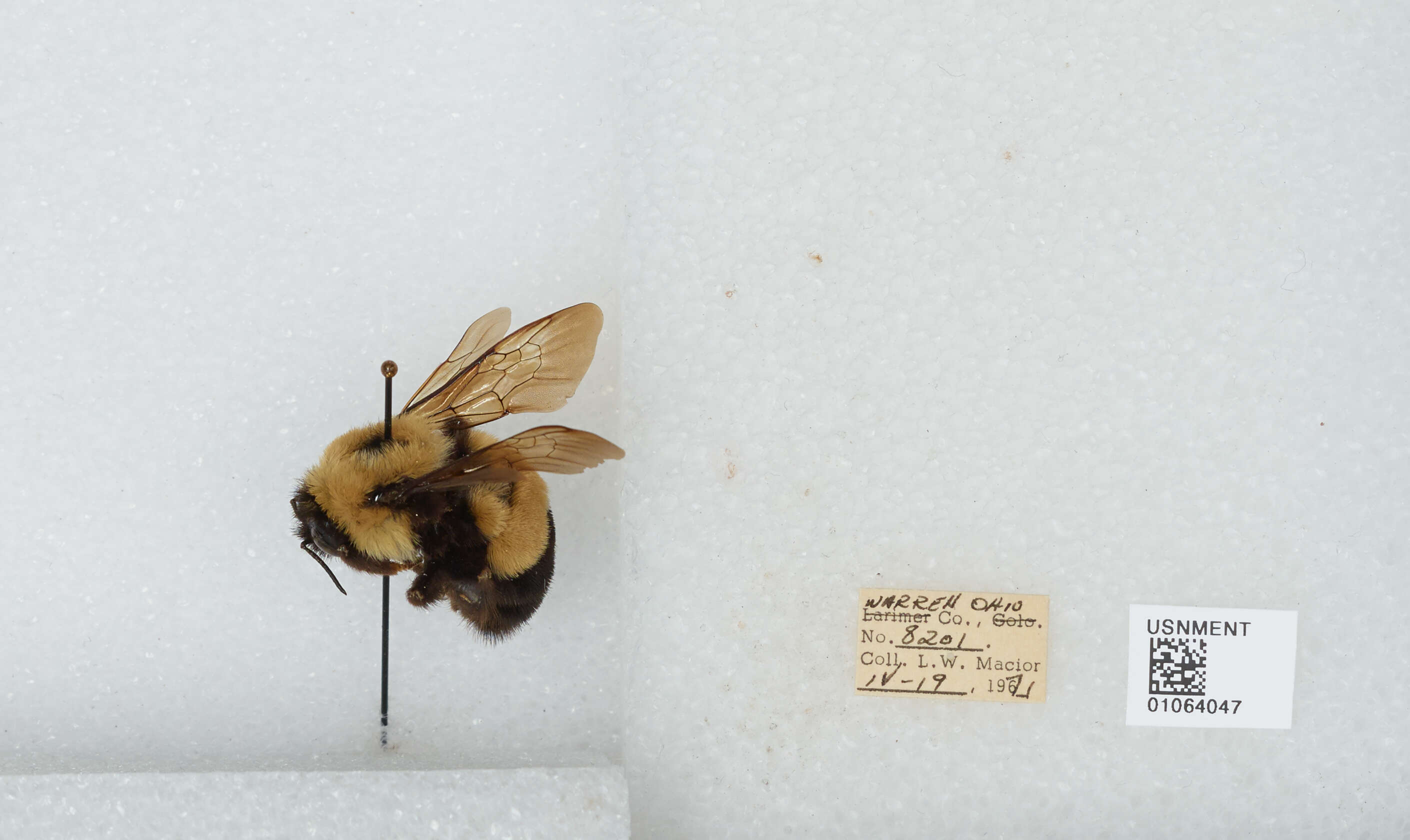 Слика од Bombus affinis Cresson 1864