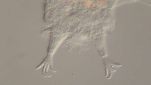 Imagem de Mutaparadoxipus duodigifinis Gross, Miller & Hochberg 2014