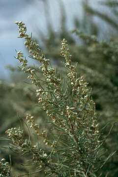 Artemisia filifolia Torr. resmi