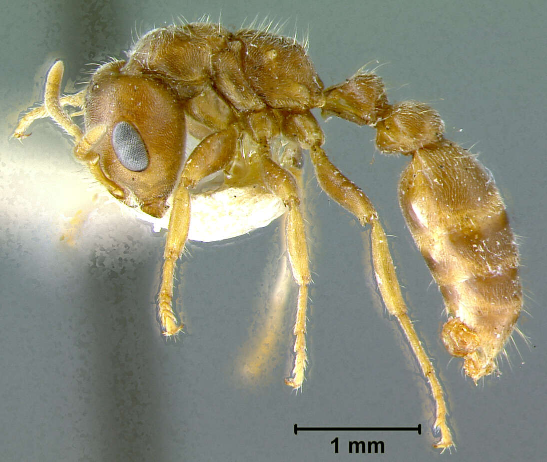 Image of <i>Pseudomyrma triplaridis</i>