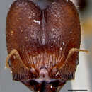 Image of Pheidole quadriprojecta Smith 1947