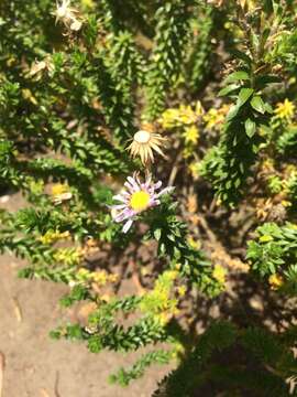 Image of Dune daisy