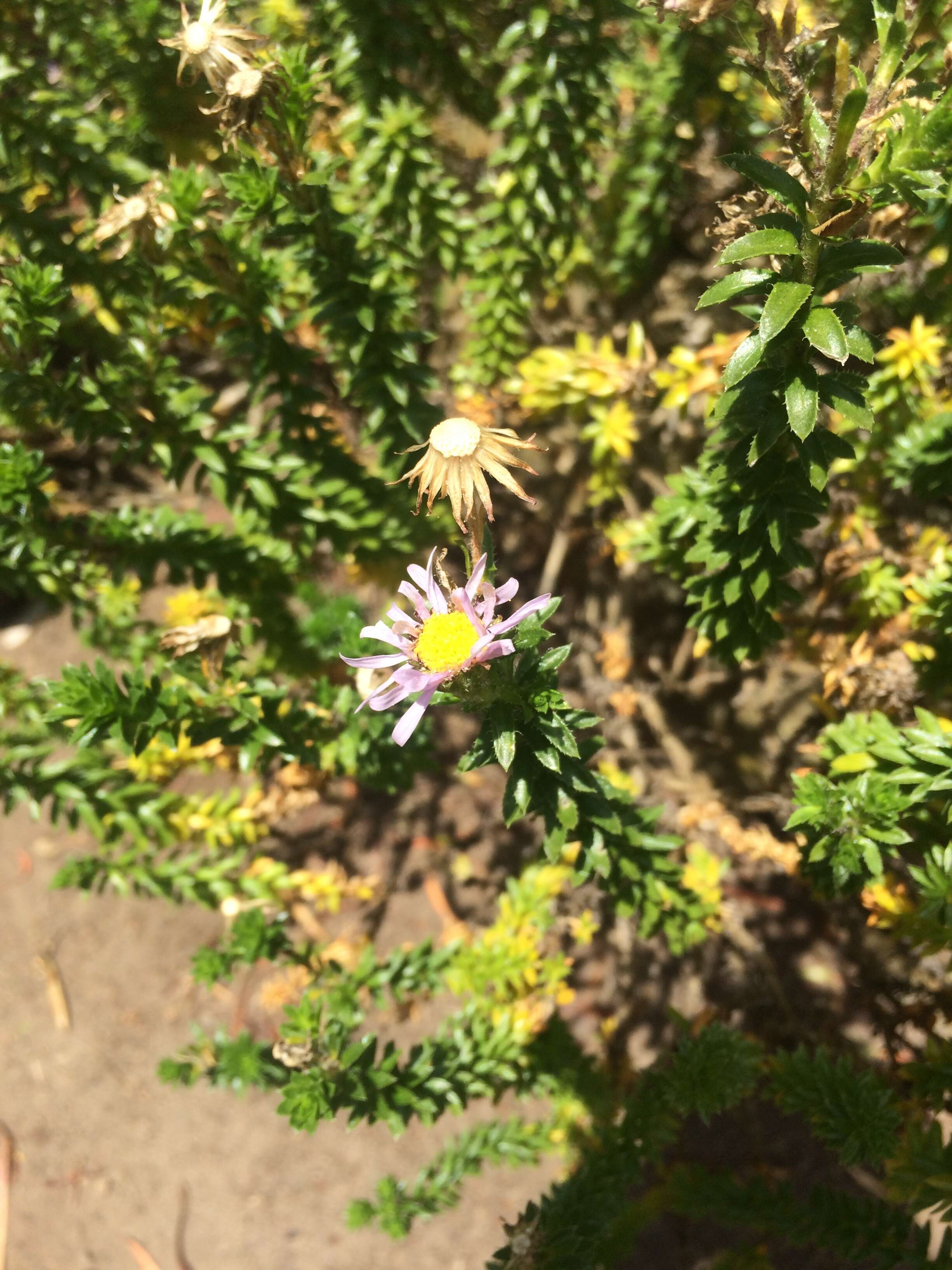 Image of Dune daisy