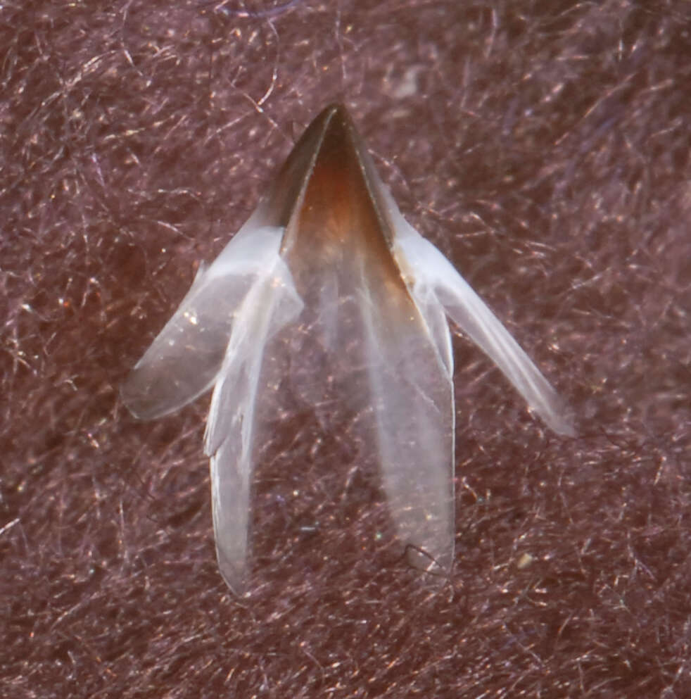 Image of Architeuthis Steenstrup 1857