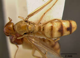 Image of Camponotus maudella seemanni Mann 1921